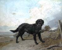 Black Retriever in a Landscape
