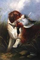 Dog and Mallard: Waiting for Good Bag