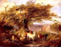 Fallow Deer Watering