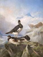 Grey Ptarmigan