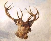 Head of a Stag (three-quarter profile)
