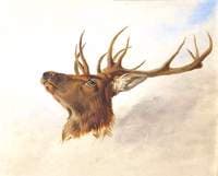 Head of a Stag (profile to left)