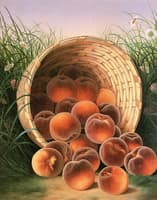 A Basket of Peaches Upset