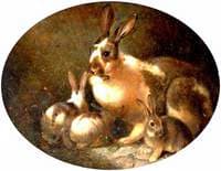 Rabbits