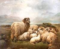 Sheep