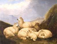 Sheep
