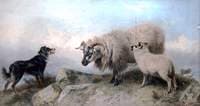 Sheep and a Collie