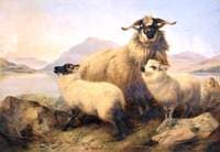 Sheep and Lambs