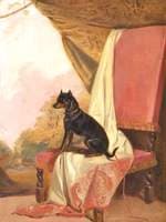 'Tiny', a Manchester Terrier