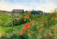 Poppy Field in Bloom