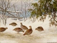 Partridges in Snow
