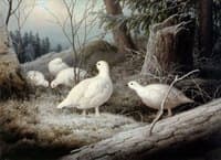 Ptarmigans