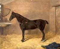 'Blackbird', a Dark Bay, in a Stable