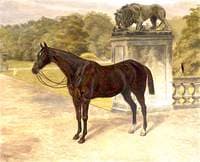 'Charlestown', a Dark Hunter, by the Gardens at Mount Stewart