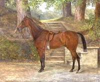 'Nickname', a Saddled Bay Hunter, by Steps