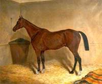 'Star', a Bay Racehorse, in a Stable