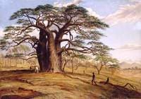A Baobab near the Bank of the Lue