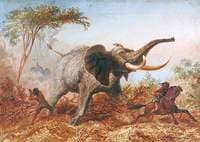 Elephant Hunting with the Sword, Abyssinia