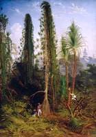 Pandanus