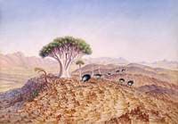 The Great Tree-Aloe of Damaraland