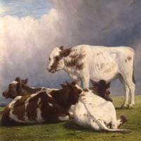 Rearing Calves