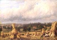 Wheatfield, Newbold Farm, Leamington