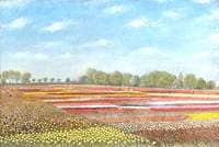 Bulbfields at Newton, Norfolk