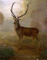 Stag