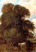 Cows in the Shadow of a Tree