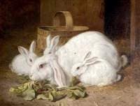 Four White Rabbits
