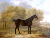 Dark Bay Stallion