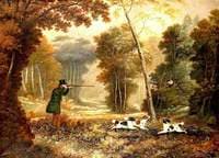 Pheasant Shooting