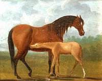 A Mare and a Colt