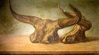 The Melksham Ox (skull of bos primigenius found in the Avon at Melksham, Wiltshire)
