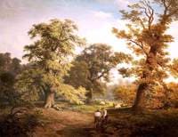 Woodland Scene