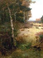 Deer in a Forest