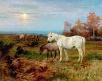 Horses in a Paddock