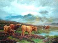 Scotch Cattle