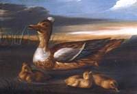 Duck and Its Brood