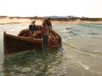 Unloading Kelp Weed