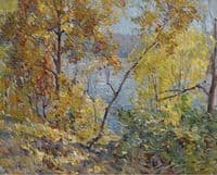 Oaks and Tulip Poplars