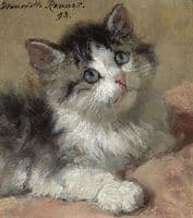An Inquisitive Kitten