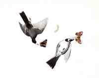 Wagtails