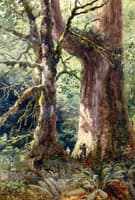 Giant Cedar, Glad in a British Columbian Forest