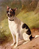Study of a Small Dog