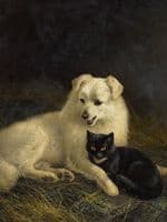Cat and Dog