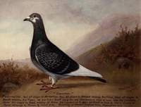 'Smasher' the Pigeon
