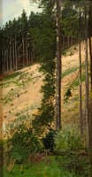The Forest