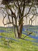 Bluebell Wood