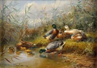 The Ducks